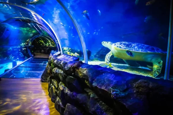 National Sea Life Centre Entrance Ticket